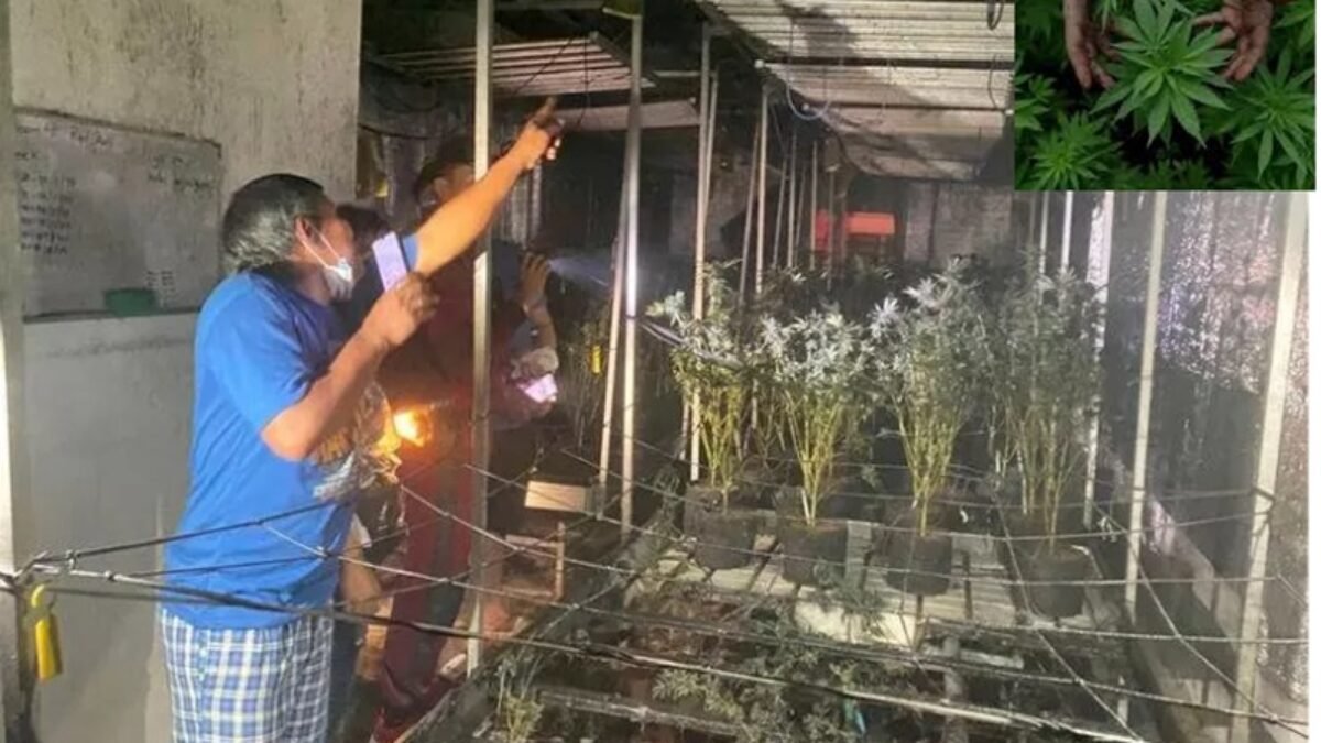 Kebun Ganja di Thailand Terbakar, Warga Sekitar Mabuk Cekikikan Kebun Ganja di Thailand Terbakar, Warga Sekitar Mabuk Cekikikan