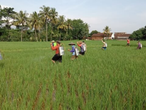 Menyederhanakan Regulasi, Menuju Swasembada Pangan