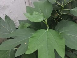 Manfaat Daun Jarak untuk Kesehatan, dari Perut Kembung hingga Masalah Kulit