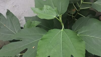 Manfaat Daun Jarak untuk Kesehatan, dari Perut Kembung hingga Masalah Kulit